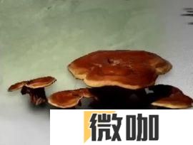 黑神话悟空灵芝效果一览