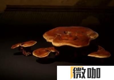 黑神话悟空灵芝效果一览